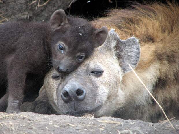 Мать и дитя в мире животных: гиена с детенышем. Фото