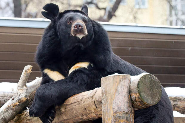 Гималайский медведь Вася первый раз впал в спячку в Московском зоопарке