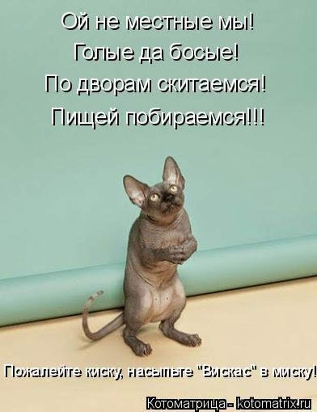 Котоматрицы на первый день весны (18 фото)