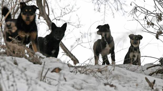Стая собак едва не растерзала мальчика у детского сада в Иркутской области