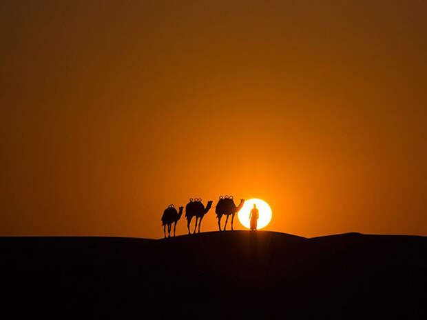 Караван в пустыне на закате. (Фото Rogel Tura): national geographic, фотографии