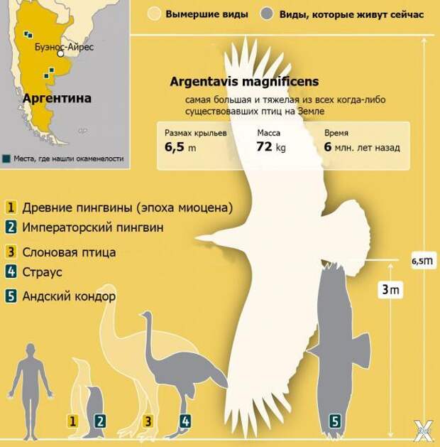Сравнение размеров аргентависа с чело...