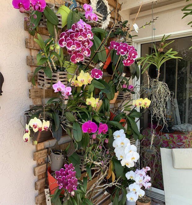 20+ фанатов растений, которым своенравные орхидеи заменили домашних питомцев