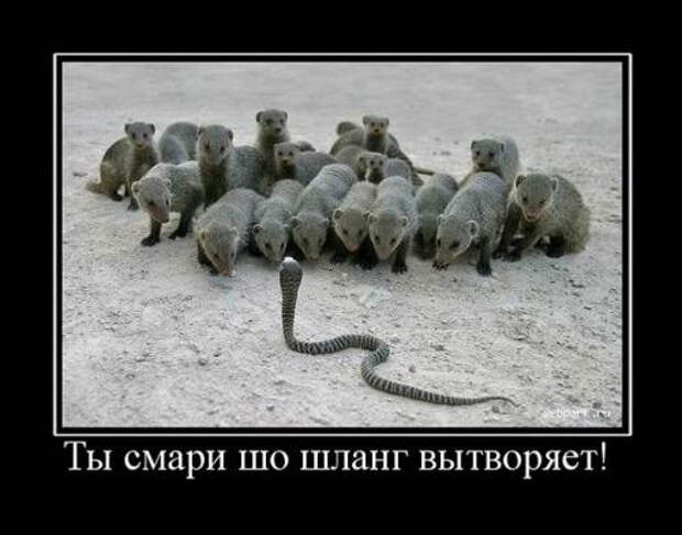 Демотиваторы про животных демотиваторы, животные, прикол, юмор
