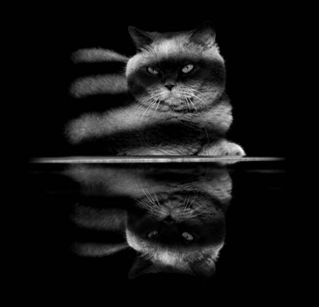 черно белые фотографии кошек (11)