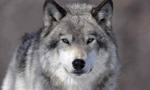 Картинки по запросу волк