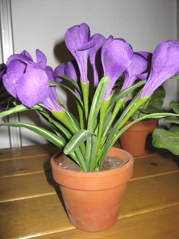 Крокусы