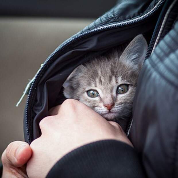 котенок  с улицы