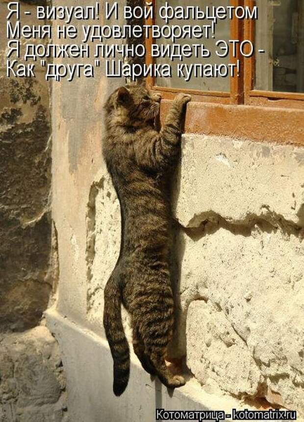 Котоматрицы (картинки с надписями)