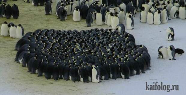 Приколы про пингвинов (30 фото) Приколы про пингвинов (30 фото)