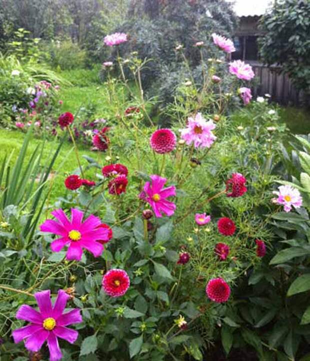 Космея Сад своей мечты