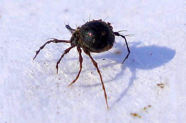 Самое сильное животное насекомое в мире Панцирный клещ (Damaeus onustus), фото паукообразные фотография