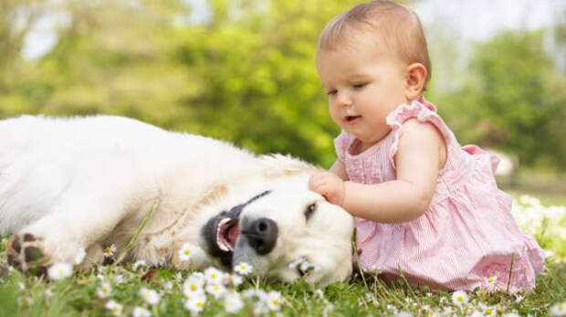 Домашние собаки уберегают детей от астмы