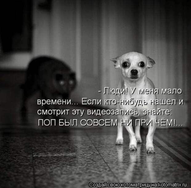 Котоматрицы(картинки с надписями)