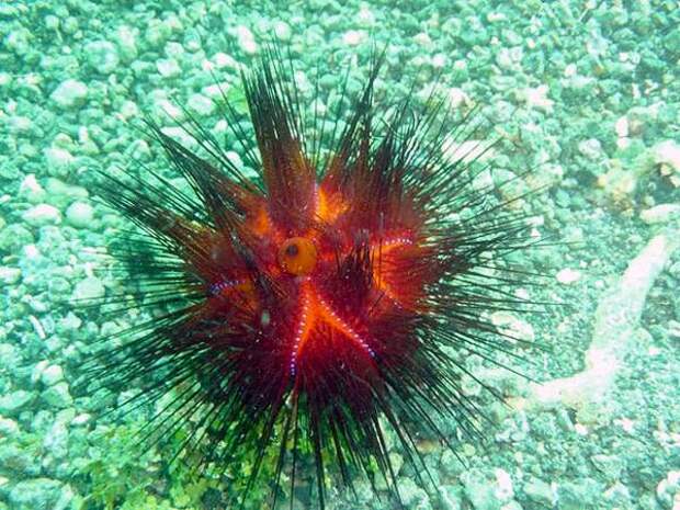 Красноиглый морской еж (Astropyga radiata), фото иглокожие фотография