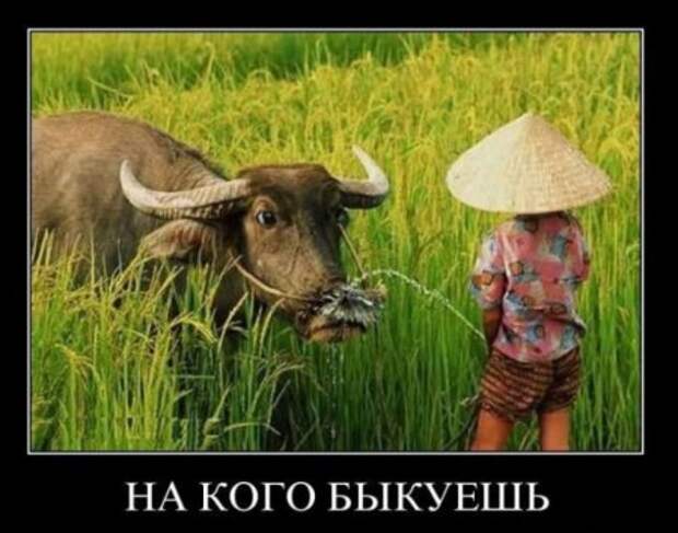 Демотиваторов весело, много, и самые прикольные!