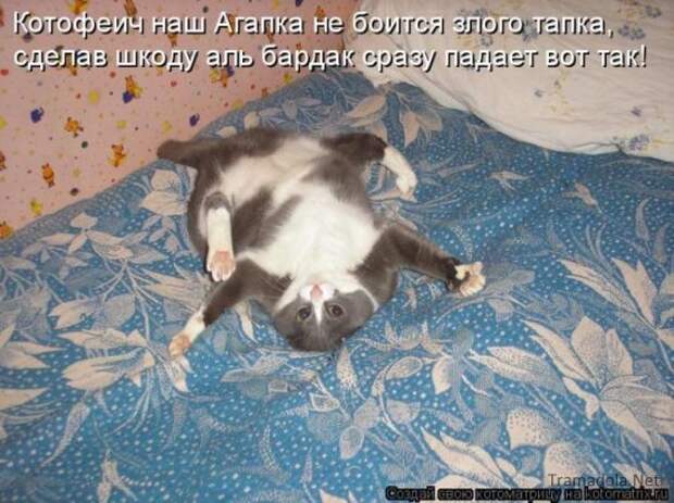 Котоматрица 18