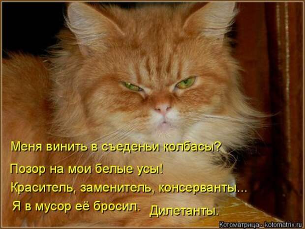 Свежая котоматрица на Бугаге (27 фото)