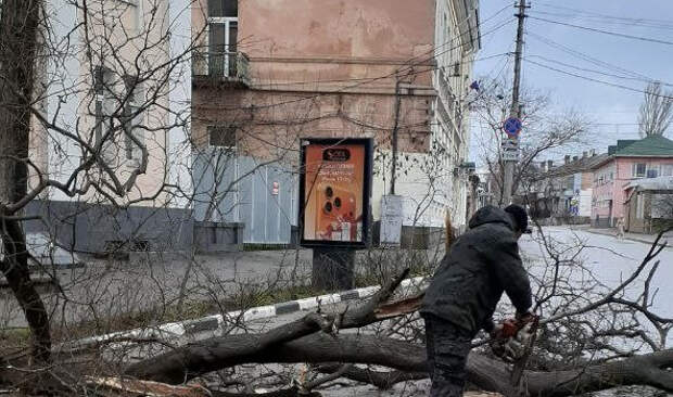 В Феодосии из-за сильного ветра упали деревья в разных районах города