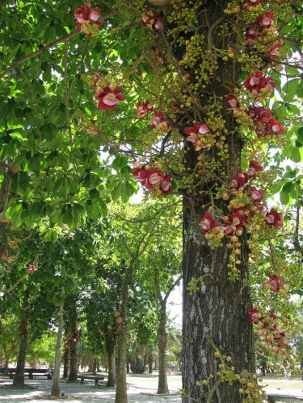 Курупита гвианская или «дерево пушечных ядер» (лат. Couroupita guianensis) (англ. Cannonball Tree)
