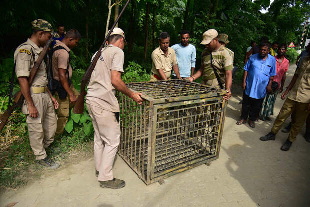 Неизвестный хищник растерзал шедшего на свадьбу мужчину