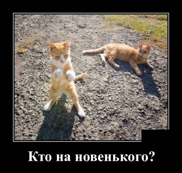 Демотиваторы
