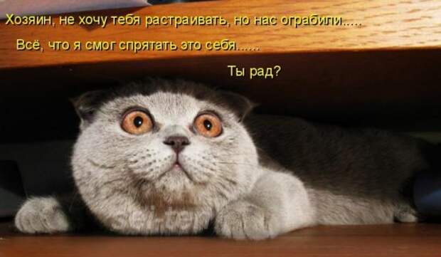 Котоматрица 14