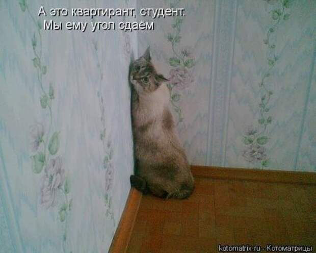 Котоматрицы