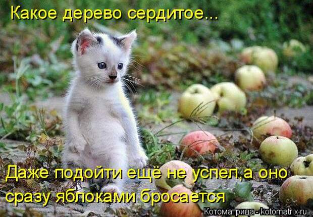 Котоматрица: Какое дерево сердитое... Даже подойти ещё не успел,а оно  сразу яблоками бросается