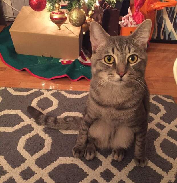 Пара подобрала кота, чья необычная особенность их сильно удивила кот который сидит как человек, кот Уилбур