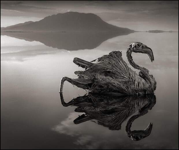 Озеро Натрон природа, феномен