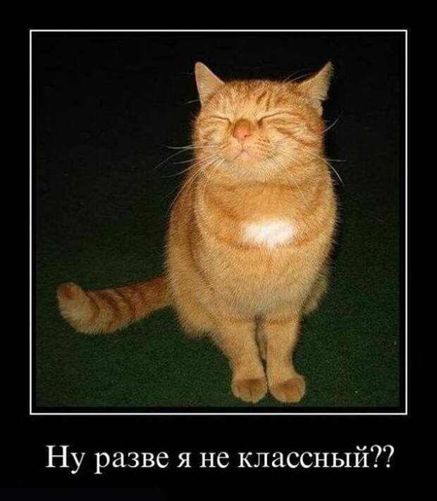 Демотиваторы (31 фото)