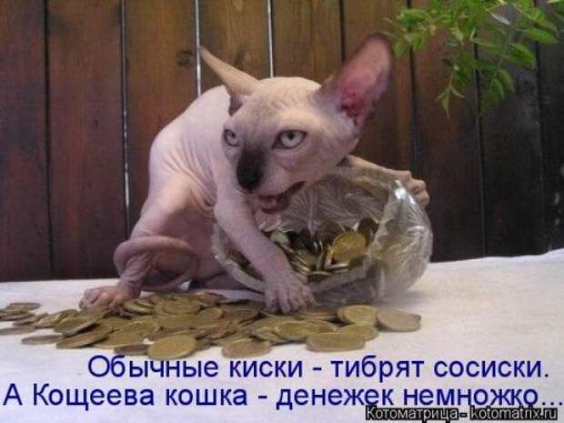 Свежая котоматрица для хорошего настроения (31 фото)