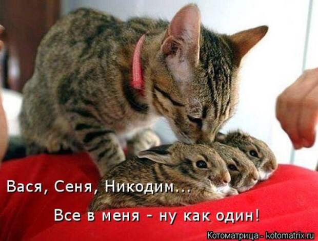 Новая котоматрица для всех (33 фото)
