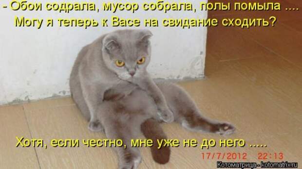 Новая котоматрица (30 фото)
