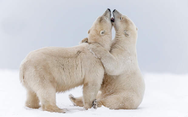 Игры белых медведей на Аляске