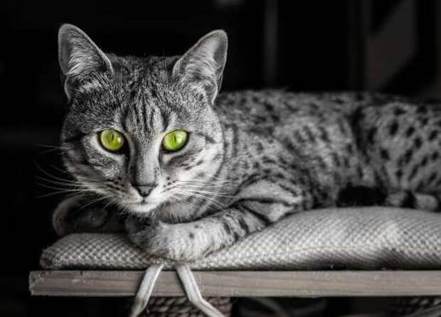 Black and White image of an Egyptian Mau cat with startling green eyes looking straight at camera