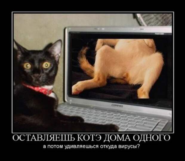 демотиваторы смешные картинки.