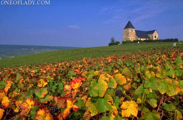 Vineyard