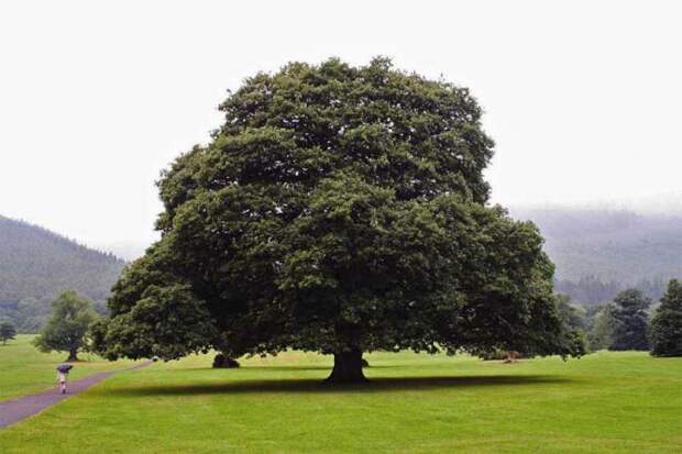 Сколько лет живут деревья дуб и береза?