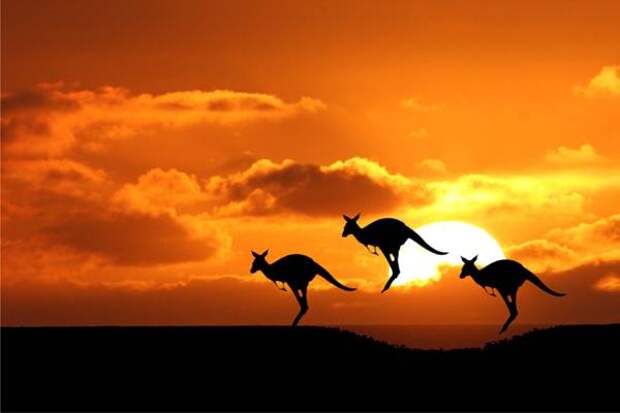 Прыгающие кенгуру, фото сумчатые животные фотография