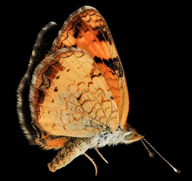 Phyciodes tharos