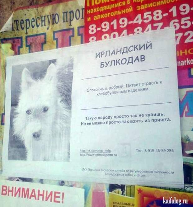 Прикольные объявления и надписи по-русски (60 фото)