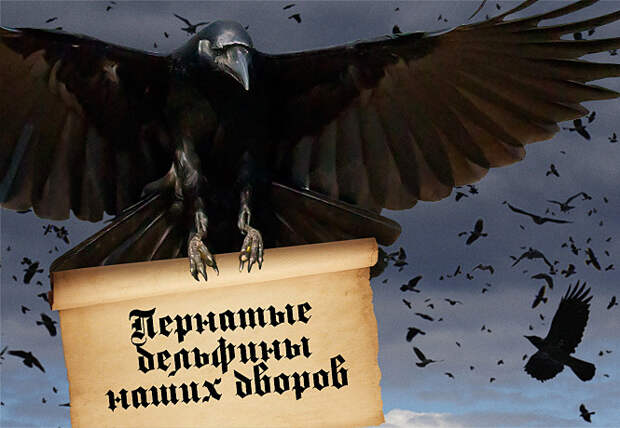 Пернатые дельфины наших дворов Пернатые дельфины наших дворов