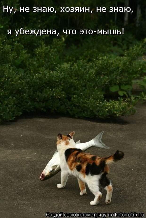 Лучшие котоматрицы недели