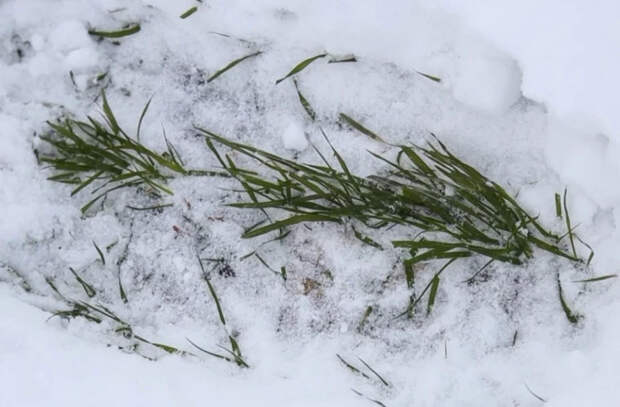 Снег защищает озимую пшеницу от морозов последних дней