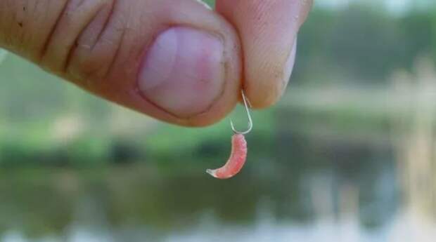 Секреты правильного насаживания и хранения опарыша для ловли карася