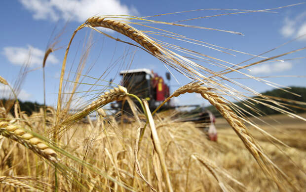 Эксперты рассказали, как падение цен на зерно отразится  на хлебе