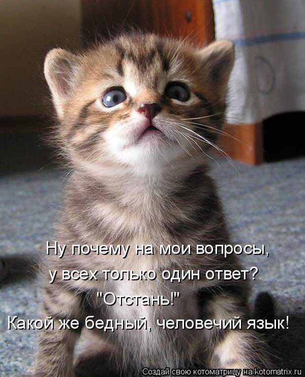 Котоматрица: Ну почему на мои вопросы, у всех только один ответ? "Отстань!" Какой же бедный, человечий язык!