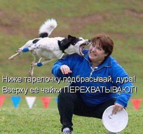 Смешные картинки про собак Смешные картинки про собак